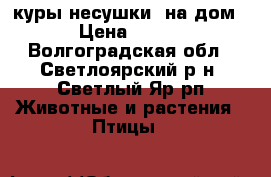 куры несушки  на дом › Цена ­ 200 - Волгоградская обл., Светлоярский р-н, Светлый Яр рп Животные и растения » Птицы   